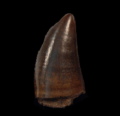Tyrannosaurus tooth tip for sale | Buried Treasure Fossils 