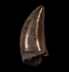 Tyrannosaurus rex