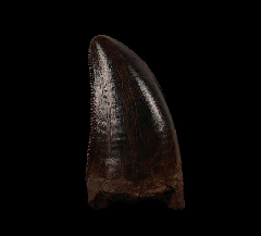 Rare T-Rex tooth for sale (T. rex) | Buried Treasure Fossils