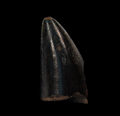 Tyrannosaurus tooth tip for sale | Buried Treasure Fossils 