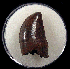 Baby T rex tooth for sale | Buried Treasure Fossils