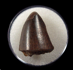 Tyrannosaurus rex tooth section for sale