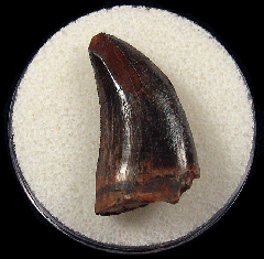 Tyrannosaurus shard tooth for sale 