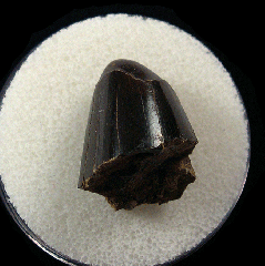 Tyrannosaurus rex tooth section for sale 