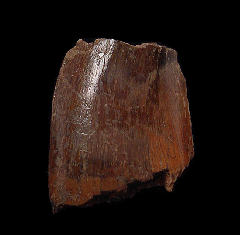 Real T. rex tooth for sale | Buried Treasure Fossils