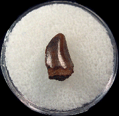 T. rex tooth shard | Buried Treasure Fossils