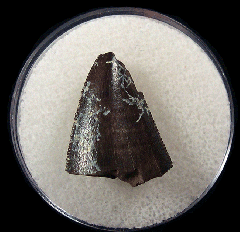 Tyrannosaurus shard tooth for sale