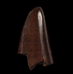 Tyrannosaurus shard tooth for sale 