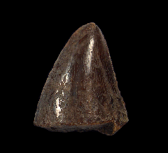 Tyrannosaurus tooth section for sale | Buried Treasure Fossils