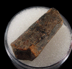 T. rex tooth shard | Buried Treasure Fossils