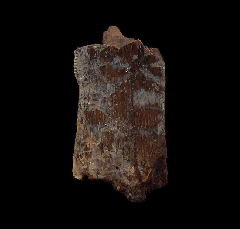 Real T. rex tooth for sale | Buried Treasure Fossils