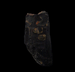Real T. rex tooth for sale | Buried Treasure Fossils