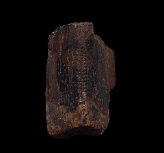 T-rex tooth for sale| Buried Treasure Fossils