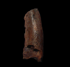 Real T. rex tooth for sale | Buried Treasure Fossils