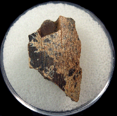 T-rex tooth for sale| Buried Treasure Fossils