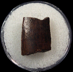 T. rex tooth – Montana | Buried Treasure Fossils