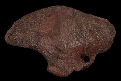 T. rex caracoid 