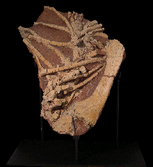 Tenontosaurus tilletti skeleton