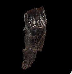 Tenontosaurus tilletti tooth
