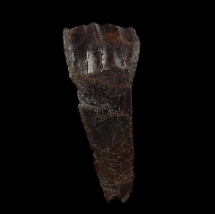 Tenontosaurus tilletti tooth from Montana