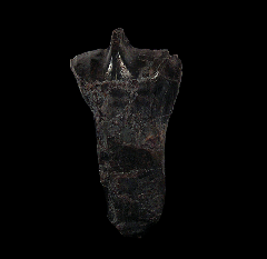 Tenontosaurus tilletti tooth from the Cloverly Formation