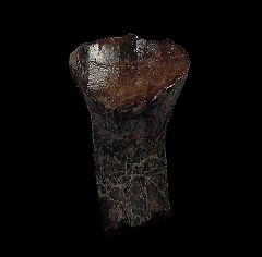 Tenontosaurus tilletti tooth for sale