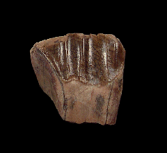 Tenontosaurus tilletti tooth from Montana