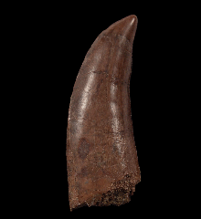 Albertosaurus tooth | Buried Treasure Fossils