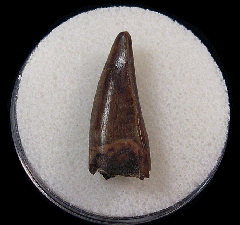 Ingested tyrannosaur tooth for sale | Buried Treasure Fossils