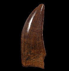 Large Gorgosaurus tooth for sale | Buried Treasure Fossils