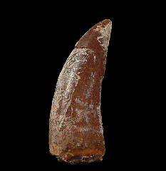 Large Daspletosaurus tooth for sale | Buried Treasure Fossils