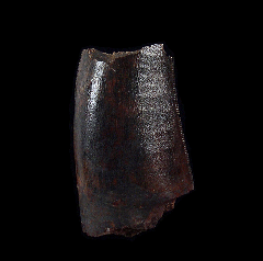 Large Judith River Tyrannosaurus tooth for sale | Buried Treasure Fossils