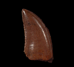 Top quality Daspletosaurus tooth for sale | Buried Treasure Fossils