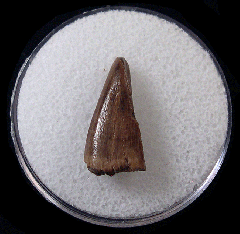 Albertosaurus premax tooth for sale | Buried Treasure Fossils