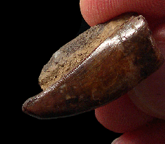 Albertosaurus premax tooth for sale | Buried Treasure Fossils