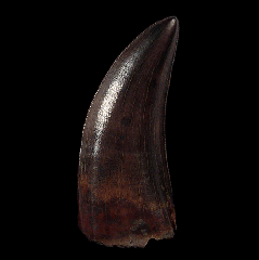 Large Gorgosaurus tooth for sale | Buried Treasure Fossils