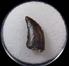 Top quality Albertosaurus tooth for sale | Buried Treasure Fossils