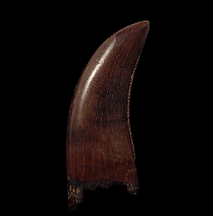 Tyrannosaur tooth - Judith River Fm