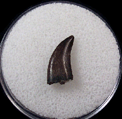 Ingested tyrannosaur tooth for sale | Buried Treasure Fossils