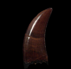 Ingested tyrannosaur tooth for sale | Buried Treasure Fossils