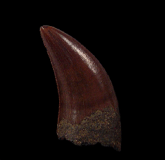 Juvenile Gorgosaurus tooth for sale | Buried Treasure Fossils
