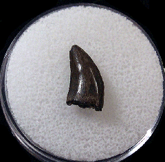Juvenile Gorgosaurus tooth for sale | Buried Treasure Fossils