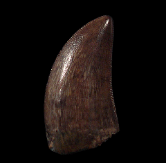 Perfect tyrannosaur tooth for sale | Buried Treasure Fossils