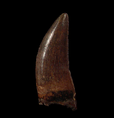Colorful Daspletosaurus tooth for sale | Buried Treasure Fossils