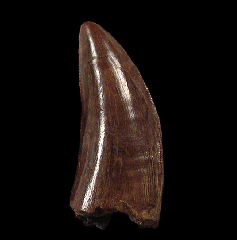 Daspletosaurus tooth – Judith River Formation | Buried Treasure Fossils
