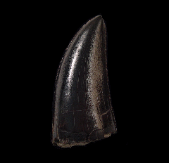 Daspletosaurus tooth | Buried Treasure Fossils 