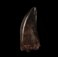 Albertosaurus tooth from Alberta | Buried Treasure Fossils
