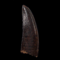 Gorgosaurus tooth | Buried Treasure Fossils