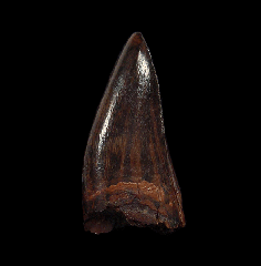 Horseshoe Canyon Albertosaurus tooth | Buried Treasure Fossils