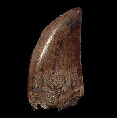 Daspletosaurus premaxillary tooth | Buried Treasure Fossils